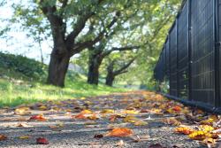 Image Folhas caídas ao longo da estrada ladeada de cerejeiras no Parque Kita Ryokuchi