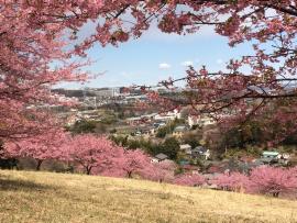 As flores de cerejeira de Kawazu em plena floração tiradas em Sakahama