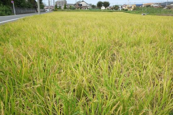 campo de arroz de imagem