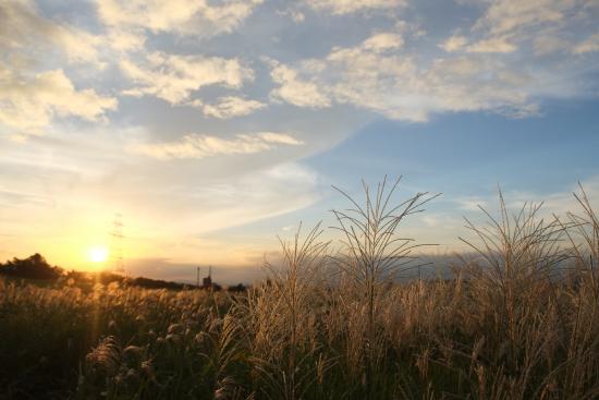 Imagem Grama dos Pampas no Rio Tama