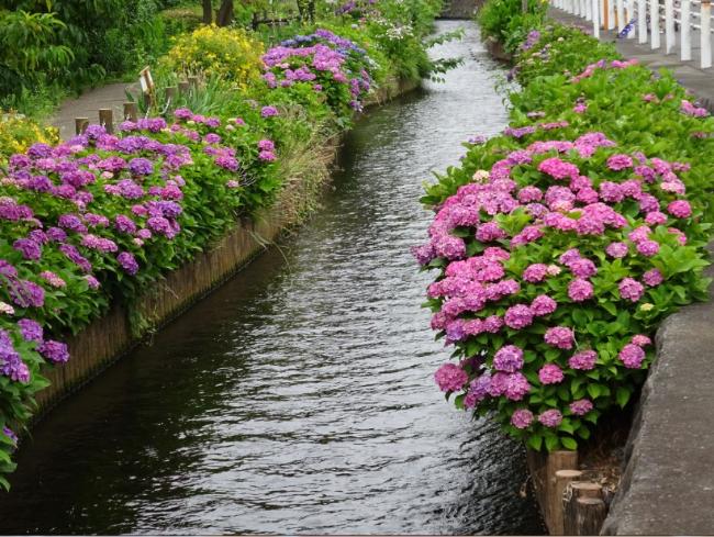 Imagem Hortênsia em plena floração