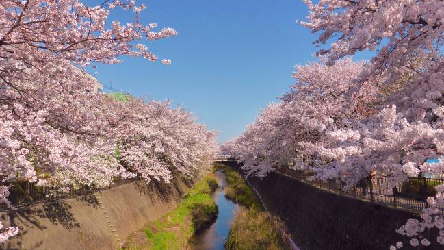 Image Cerejeiras em flor no rio Misawa