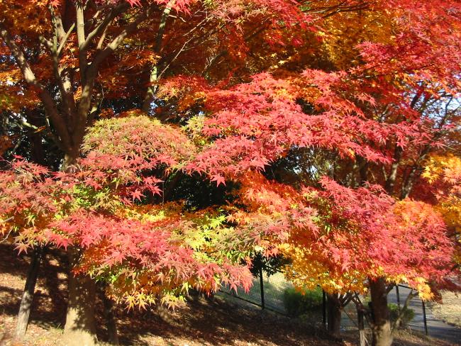 Imagem Folhas de bordo no Central Park