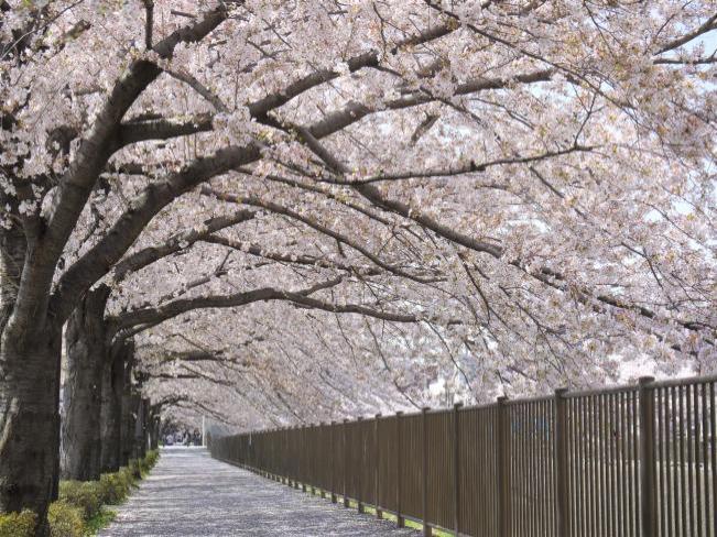 Túnel da flor de cerejeira (atualizado em 4 de abril de 2018)