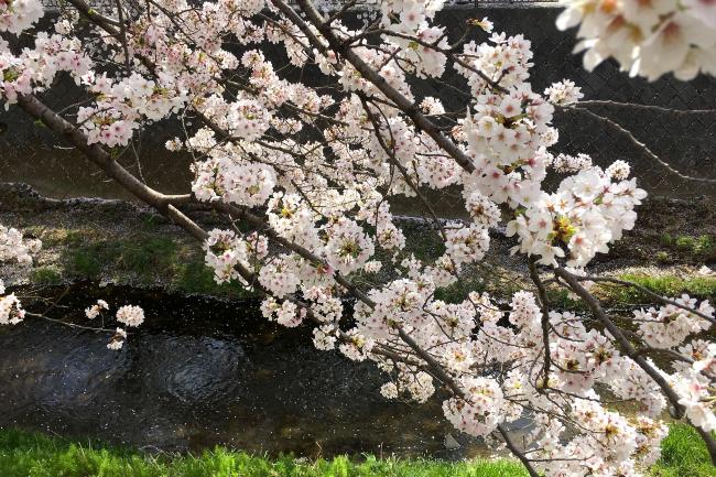 Cheio de primavera (atualizado em 10 de abril de 2018)