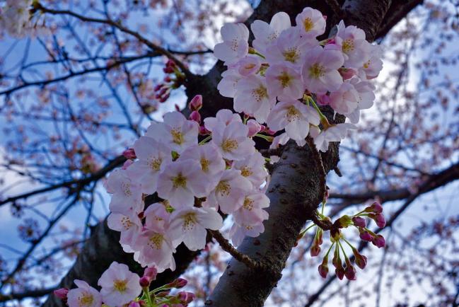 Flores de cerejeira em tom perolado (atualizado em 16 de abril de 2018)