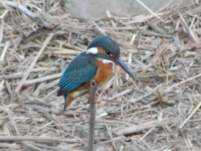 Image Martim-pescador no Rio Misawa