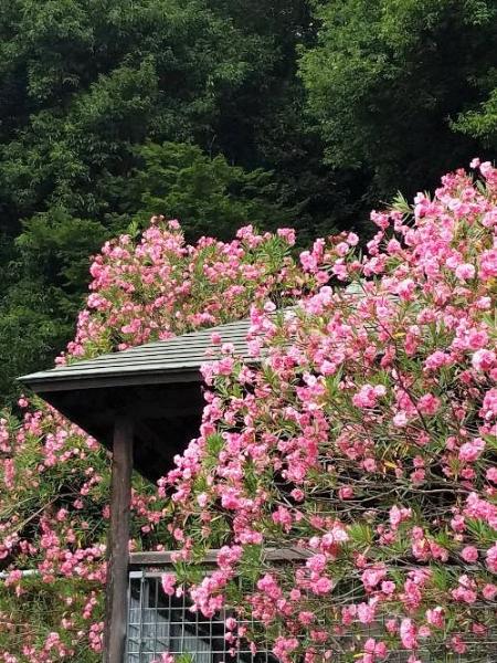 flores de verão de imagem