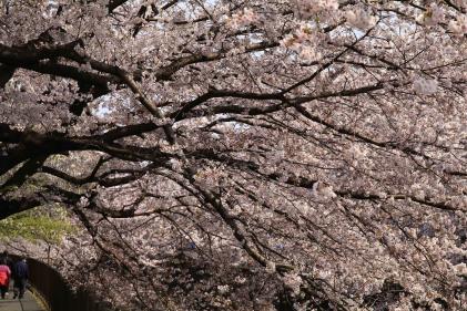 imagem teto em flor de cerejeira