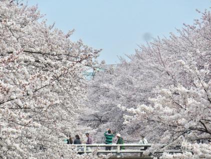 Imagem Sakura/melhor posição