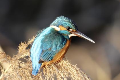 Image Martim-pescador no Rio Misawa