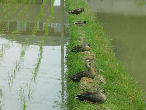 pato de imagem