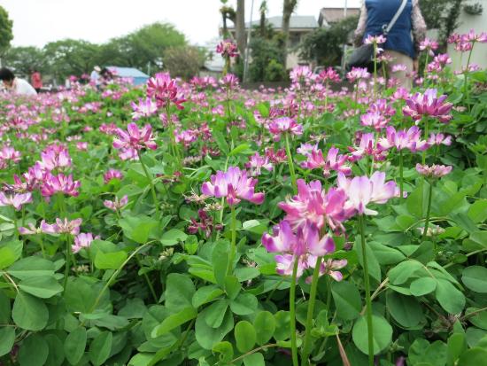 Imagem Flor de astrágalo