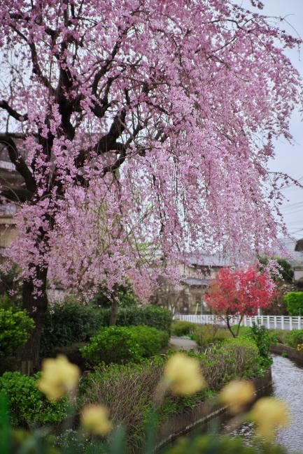 Imagem Água de irrigação Daimaru na primavera