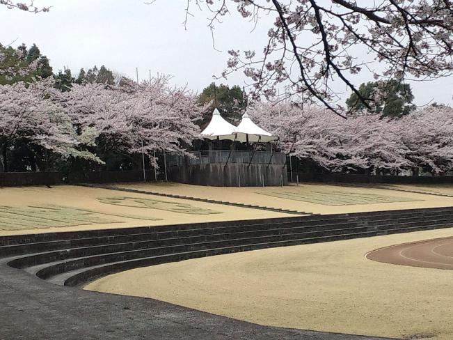 Image A primavera está em plena floração