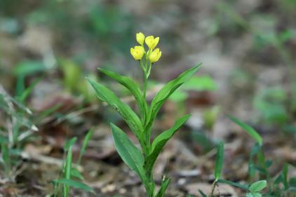 imagem orquídea dourada