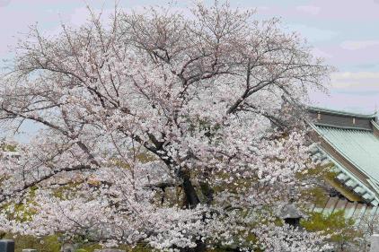 Image Cerejeiras em flor no Templo Jorakuji