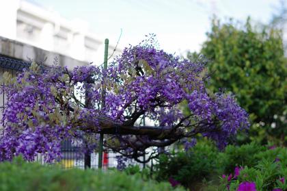 Imagem Embora pequenas, flores de glicínias