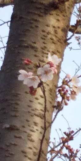 Imagem Eu pude ver os pequenos botões florais das flores de cerejeira.