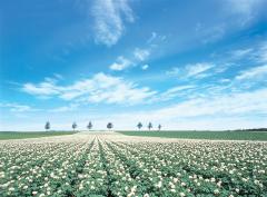 imagens da paisagem da cidade de ozora