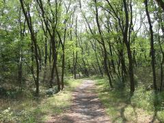 imagens da floresta de acácias