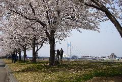 Imagem: Flores de cerejeira ao longo da Tamagawa Cycling Road