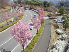 Imagem Fotografia de flores de cerejeira ao longo da rodovia metropolitana (em 2 de abril de 2008)