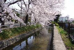 Foto de flores de cerejeira ao longo do canal Daimaru
