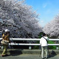 Image Diversão para fotografar flores de cerejeira em plena floração