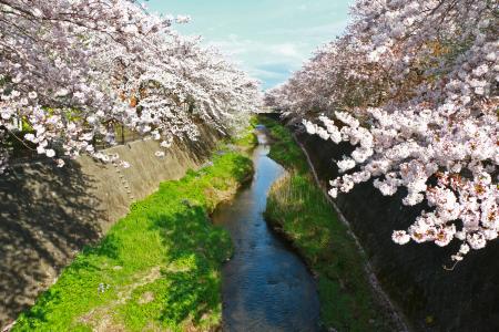 Image Cerejeiras em flor no rio Misawa