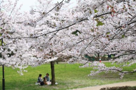 Image Cerejeiras em flor no Parque Daimaru