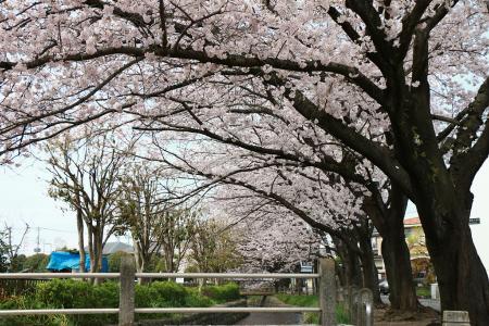 Image Cerejeiras em flor no Parque Daimaru Shinsui
