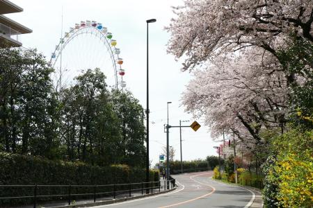 Imagem: Flores de cerejeira na Rua Yomiuri V