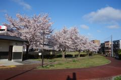 照片：三澤川親水公園與櫻花