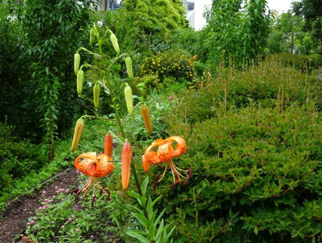 畫像 是中央公園的虎百合。