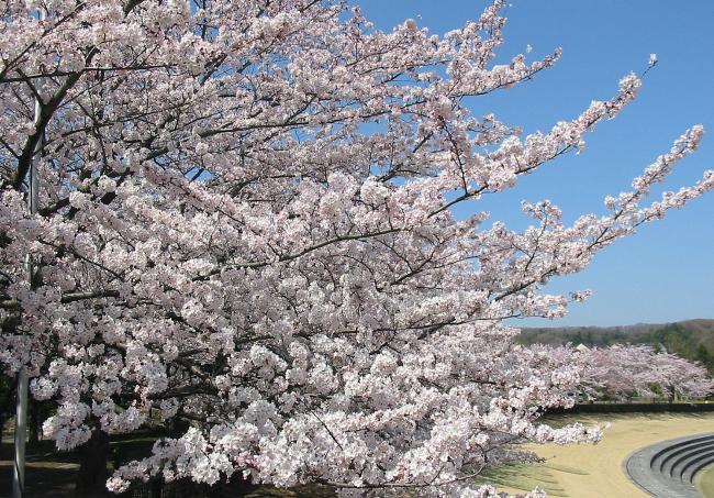 圖片：中央公園的櫻花