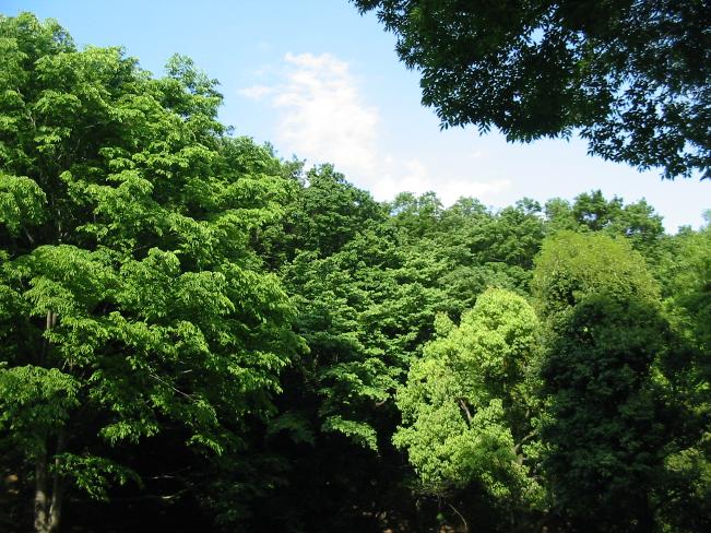 稻城中央公園的形象綠化