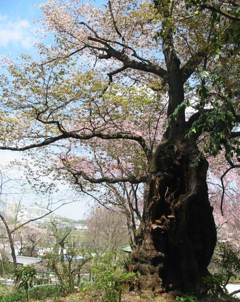 圖像 Sakura Furuki