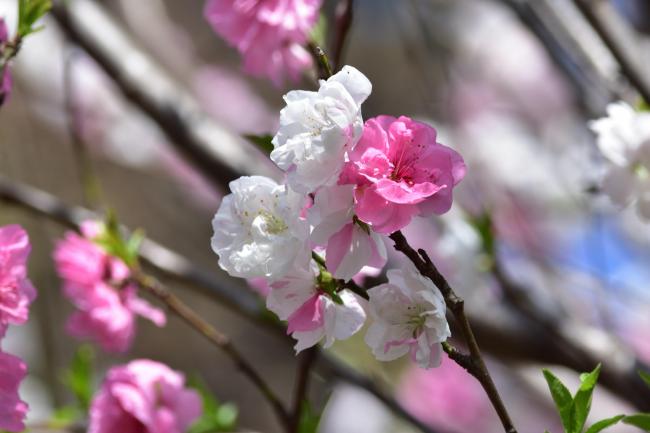 多彩（2018年4月9日更新）