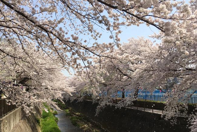 Sakurafubuki（2018年4月10日更新）