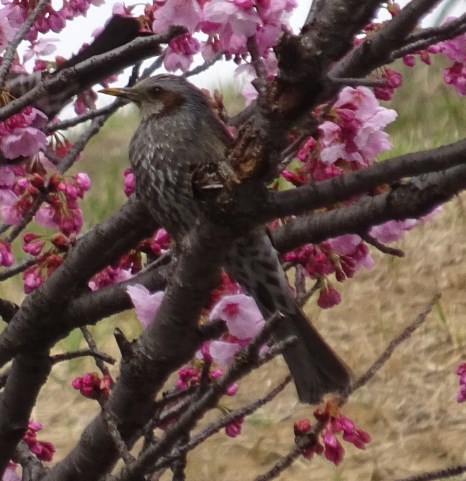 圖像 Yoko Sakura 和 Birds