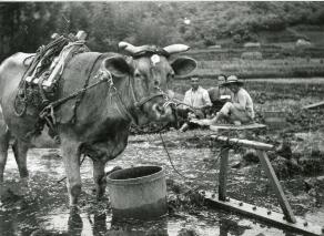 使用牛的農業工作（拍攝於 1950 年代，鍋島芳子提供）